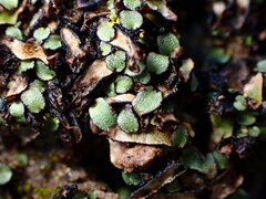 Targionia hypophylla