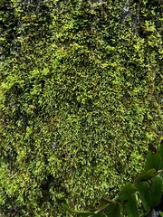 Claopodium rostratum