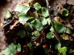 Targionia hypophylla