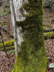 Claopodium rostratum