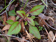 Clarkia