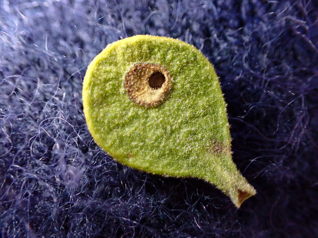 Insects from San Benito County, CA, USA on January 31, 2023 at 0955 AM