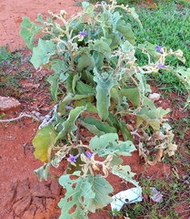 Solanum falciforme