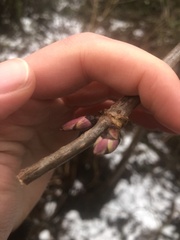 Sambucus racemosa