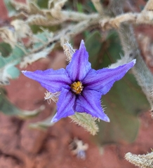 Solanum falciforme