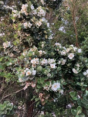 Eucryphia cordifolia