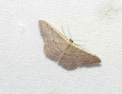 Idaea