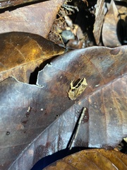 Leptodactylus mystaceus