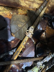 Leptodactylus mystaceus