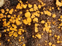 Calycina confluens