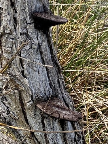 iNaturalist observation photo of Fungi Including Lichens