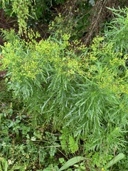 Senecio bipinnatisectus