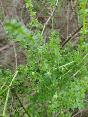 Galium porrigens