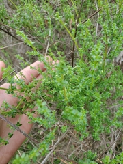 Galium porrigens