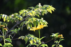 Tithonia diversifolia