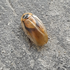 Blaberus discoidalis