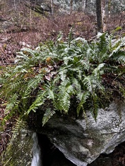 Polypodium appalachianum