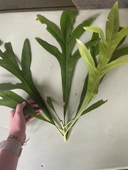 Placospermum coriaceum