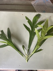 Placospermum coriaceum