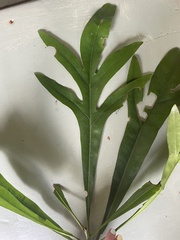 Placospermum coriaceum