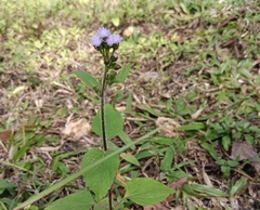 Ageratum conyzoides