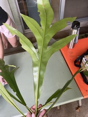 Placospermum coriaceum