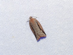 Meritastis