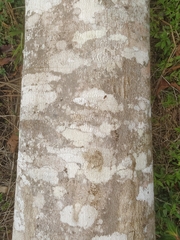 Inga subnuda subnuda