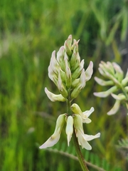 Astragalus trichopodus