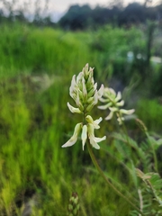 Astragalus trichopodus