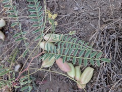 Astragalus douglasii parishii