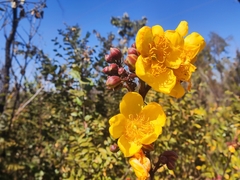 Cochlospermum