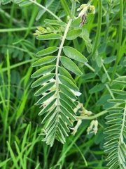 Astragalus trichopodus