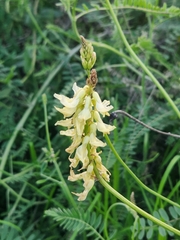 Astragalus trichopodus