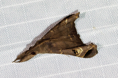 Palthis bizialis