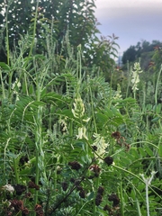 Astragalus trichopodus