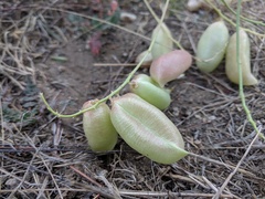 Astragalus douglasii parishii