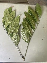 Toechima erythrocarpum