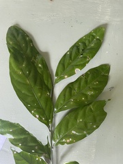 Toechima erythrocarpum