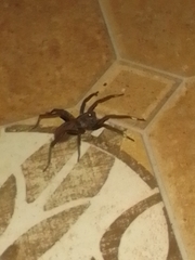 Ancylometes bogotensis