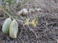 Astragalus douglasii parishii