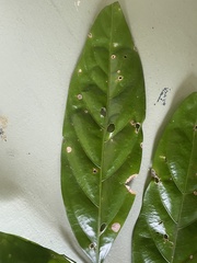 Toechima erythrocarpum