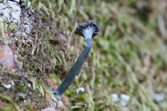 Arrhenia chlorocyanea