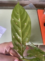 Toechima erythrocarpum