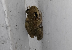Scinax x-signatus
