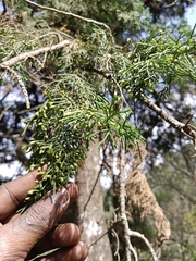 Cupressus abramsiana