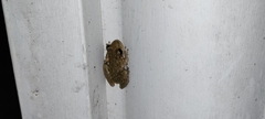Scinax x-signatus