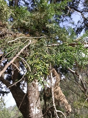 Cupressus abramsiana
