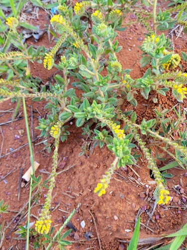 Euploca salicoides (Euploca salicoides)
