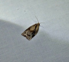 Archips grisea